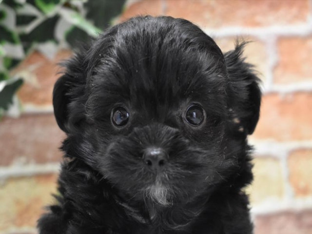 埼玉県のハーフ犬 (ペッツワン蓮田店/2024年3月25日生まれ/男の子/ブラックホワイト)の子犬